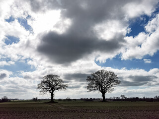 Fototapeta na wymiar northern germany landscape in springtime