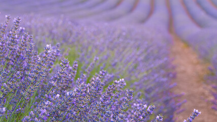 campos de lavanda
