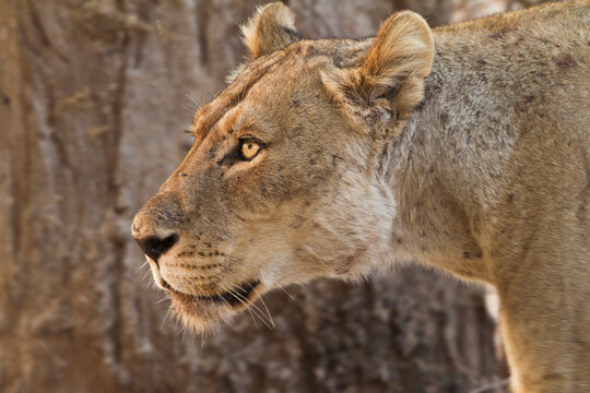 Side view portrait of a wild lioness in Mana Pools national park in Zimbabwe.   