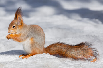 Naklejka na ściany i meble Squirrel in winter sits on a tree..