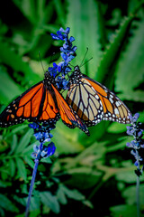 monarch butterflies on purple flowers