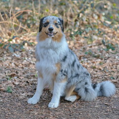 Ein dreifarbiger Hund steht auf den Pfoten in Wald und wird von der Sonne beleuchtet. Er hat schwarze und hell braune Flecken auf dem weißen Fell.