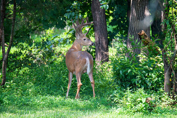 Young whitetailed buck with velvet antlers
