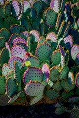 Purple prickly pear cactus - 423265500