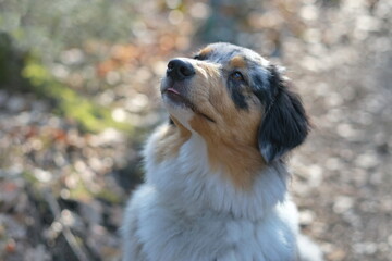 Ein Portrait von einem dreifarbigen Hund mit unscharfen Hintergrund. Der Hund hat schwarze und...