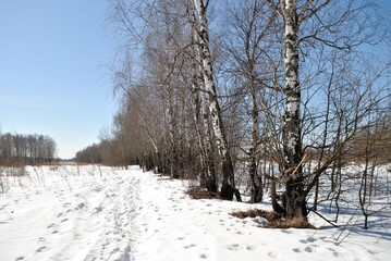 Spring walk through the forest