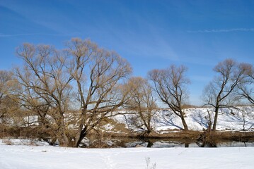 Spring walk through the forest