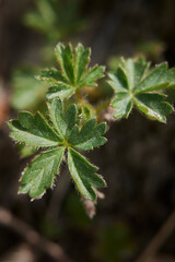 Potentilla reptans  