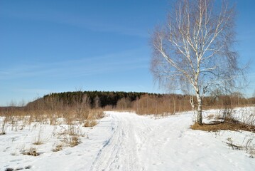 Spring walk through the forest