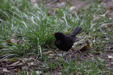 blackbird on the grass