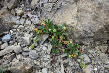 Potentilla reptans  
