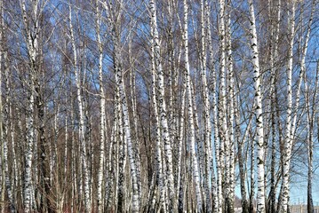 Spring walk through the forest