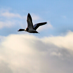 A Shelduck in flight