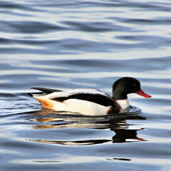 A Shelduck on the water