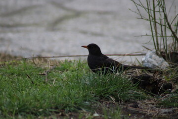 blackbird on the grass