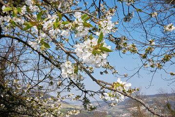 Prunus avium tree in bloom