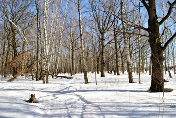 Spring walk through the forest