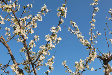 Prunus domestica
