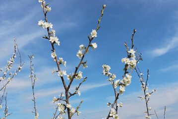 Prunus domestica