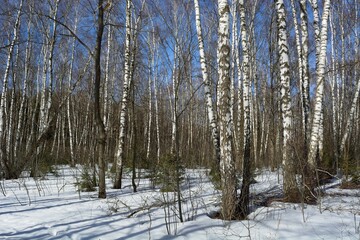 Spring walk through the forest