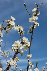 Prunus domestica