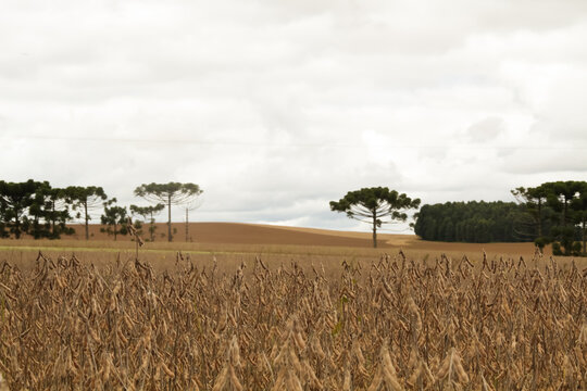 Field of ripe and golden dry soybean plantation with some Araucaria trees in the background during the day in the State of Parana, Brazil.