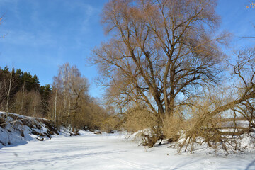 Spring walk through the forest