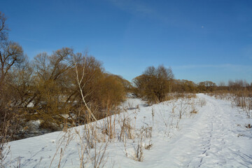 Spring walk through the forest