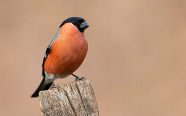 Eurasian bullfinch male ( Pyrrhula pyrrhula )