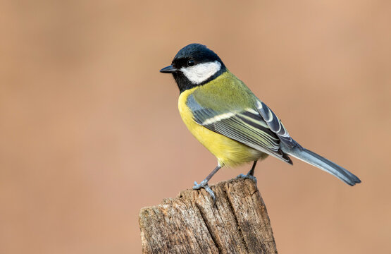 Great tit close up ( Parus major )