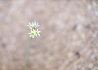 Delicate white flowers with six petals, empty area for text on one side.