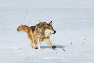 Grey Wolf (Canis lupus) Looks Up While Running Right in Field Winter