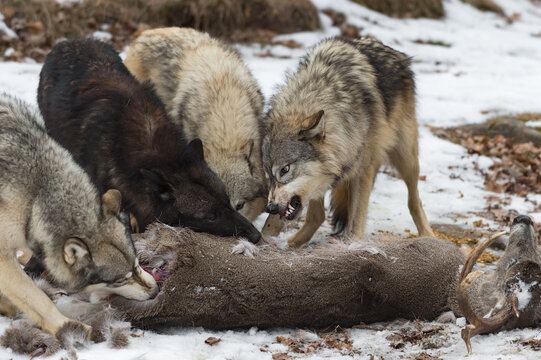 Grey Wolf (Canis lupus) Snarls at Pack Mates at White-Tail Deer Carcass Winter