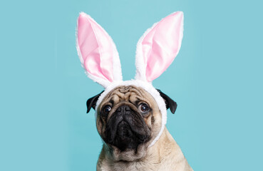 Portraite of cute puppy of the pug breed with bunny ears on head. Little sad dog on bright trendy...