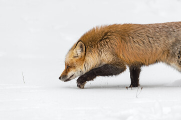 Red Fox (Vulpes vulpes) Stalks Left Through Snow Winter