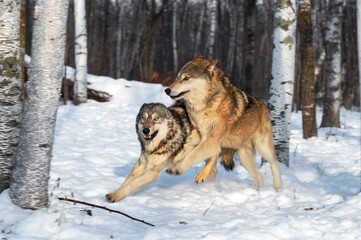 Grey Wolves (Canis lupus) Collide While Running Through Woods Winter