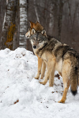 Grey Wolf (Canis lupus) Looks Back While Standing on Snow Pile Winter