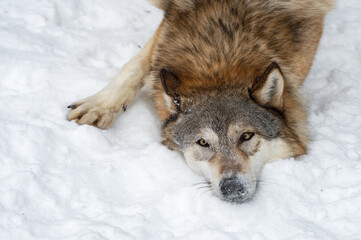 Grey Wolf (Canis lupus) Pauses While Rolling in Snow Winter