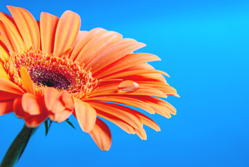 Macro shooting of Gerbera with dew drops on an isolated blue background.