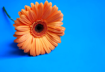 Macro shooting of Gerbera with dew drops on an isolated blue background.