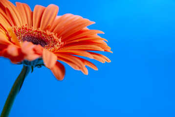 Macro shooting of Gerbera with dew drops on an isolated blue background.