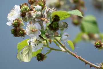 Large White (Pieris brassicae) Butterfly Female Feeding on a Blackberry Flower