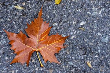 Hoja de otoño sobre el asfalto
