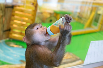 Portrait of the monkey hamadril. The animal monkey sits with a bottle. © Анжелика Мельничук