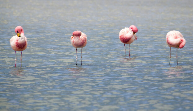 A group of grooming flamingos in the mineral rich waters of SW Bolivia.   