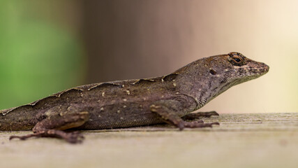Naklejka premium Classical Lizard in wild nature on wooden background. Exotic tropical animals. Macro close up photography. Available Copy space for your text.