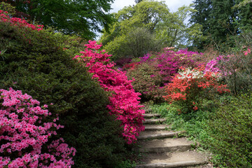 Azaleas in Full Bloom