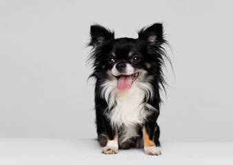 Portraite of cute puppy chihuahua. Little smiling dog on white background. Free space for text.