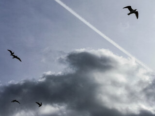 birds in the clouds