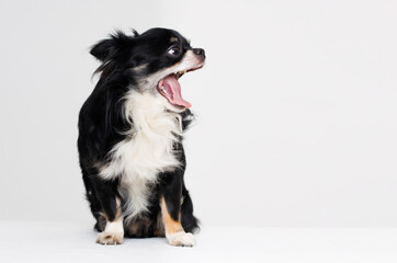 Obraz premium Portraite of cute puppy chihuahua. Little smiling dog on white background. Free space for text.